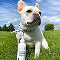 Natural Dog Ear Cleaner